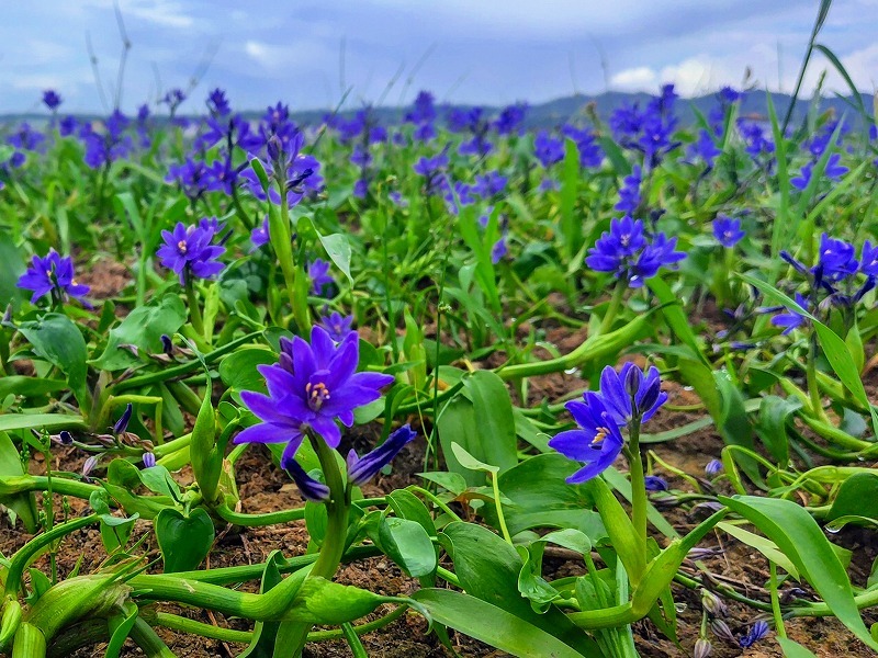 湛水後に耕起した畑に咲く一面の青紫の花。残念ですが、これは水田雑草。